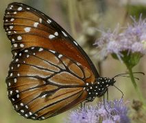 Danaus eresimus male