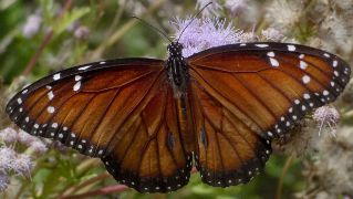 Danaus eresimus male