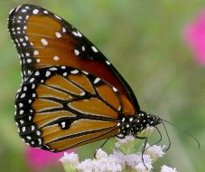 Danaus gilippus male