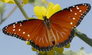 Danaus gilippus female