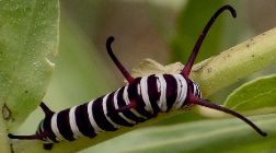 Danaus gilippus larva: dark form