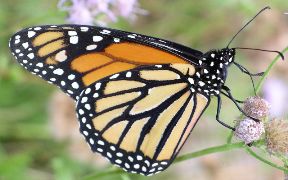 Danaus plexippus male