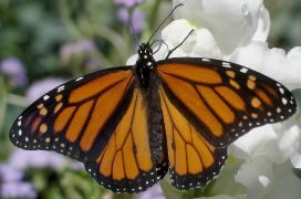 Danaus plexippus male