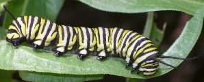 Danaus plexippus larva