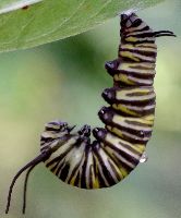 Danaus plexippus larva about to pupate