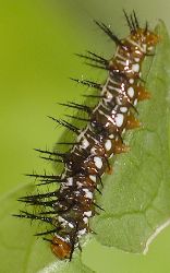 Dryas julia larva