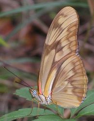 Dryas julia