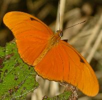 Dryas julia male