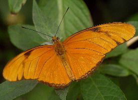 Dryas julia female