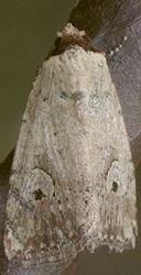 Elaphria alapallida