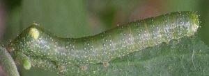 Emarginea percara larva