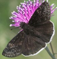 Erynnis funeralis