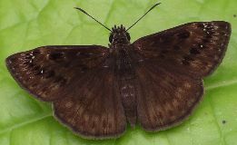 Erynnis horatius male