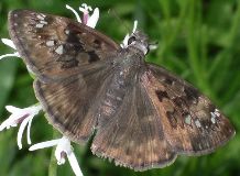 Erynnis horatius female