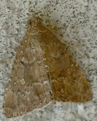 Eubolina impartialis