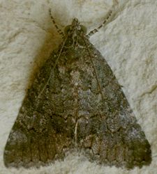 Eubolina impartialis