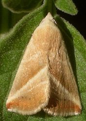 Eublemma recta