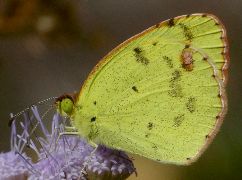 Eurema lisa