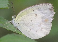 Eurema lisa female