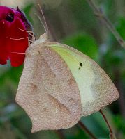 Eurema mexicana