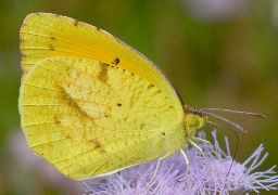 Eurema nicippe: summer form