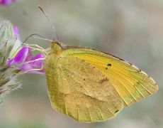 Eurema nicippe: winter form