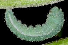 Eurema species larva ready to pupate