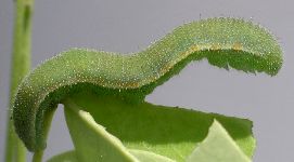 Eurema species larva