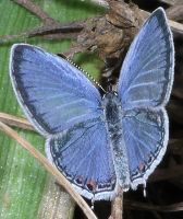 Everes comyntas male