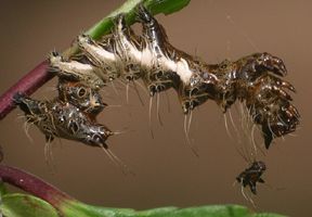 Harrisimemna trisignata larva