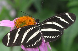 Heliconius charithonia