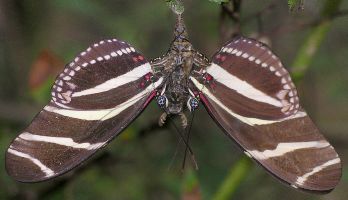 Heliconius charithonia males mating with pupa