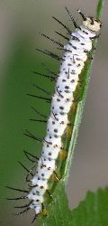 Heliconius charithonia larva