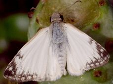 Heliopetes laviana male