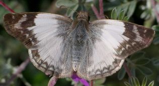 Heliopetes laviana female