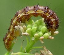 Heliothis virescens larva