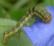 Heliothis virescens larva