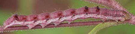 Heliothis virescens larva