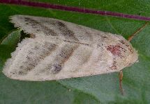 Heliothis virescens