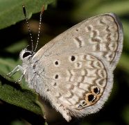 Hemiargus ceraunus