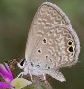 Hemiargus ceraunus