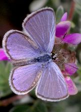 Hemiargus ceraunus male