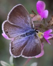 Hemiargus ceraunus female