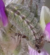 Hemiargus isola larva