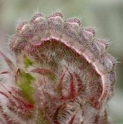 Hemiargus isola larva