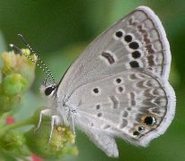 Hemiargus isola