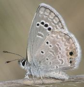 Hemiargus isola