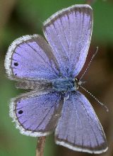 Hemiargus isola male