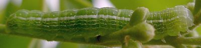 Himella fidelis larva