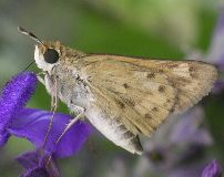 Hylephila phyleus female